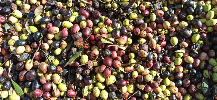 Les olives qui composent le savon noir